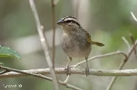 Arremonops rufivirgatus