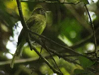 Rhynchocyclus brevirostris