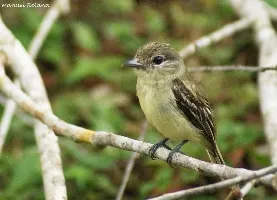 Pachyramphus polychopterus