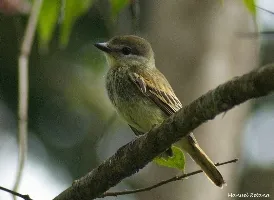 Pachyramphus polychopterus