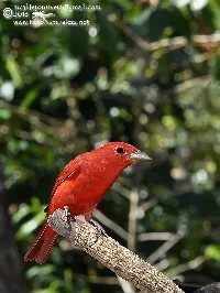 Piranga rubra