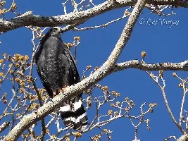 Geranospiza caerulescens