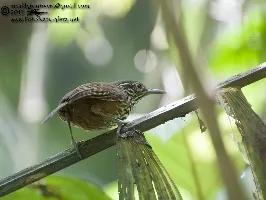 Cantorchilus thoracicus