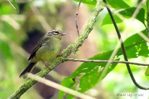 Basileuterus melanotis