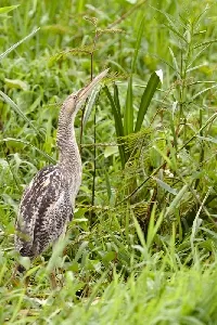 Botaurus pinnatus