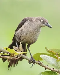 Quiscalus nicaraguensis