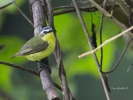 Ornithion semiflavum