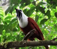 Procnias tricarunculatus