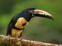 Pteroglossus torquatus