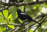 Tachyphonus luctuosus