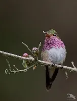 Selasphorus flammula
