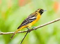 Icterus galbula