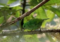 Chlorophonia callophrys