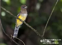 Trogon tenellus