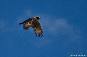 Herpetotheres cachinnans