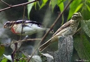 Pheucticus ludovicianus