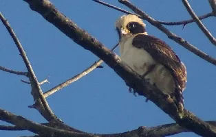 Herpetotheres cachinnans