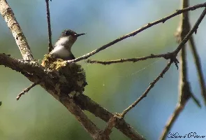 Lophornis adorabilis