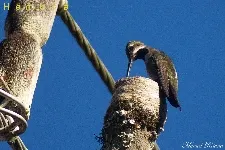 Heliomaster longirostris