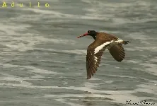 Haematopus palliatus