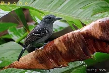 Thamnophilus atrinucha