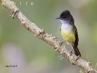 Myiarchus tuberculifer