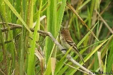 Myiophobus fasciatus