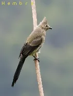 Ptiliogonys caudatus