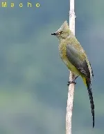 Ptiliogonys caudatus