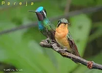 Lampornis calolaemus