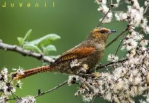 Cranioleuca erythrops