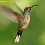 Campylopterus hemileucurus