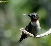 Archilochus colubris