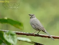 Dumetella carolinensis