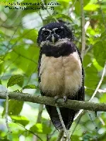 Pulsatrix perspicillata