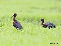 Coco negro, ibis morito