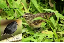 Pinzon de la isla del Coco