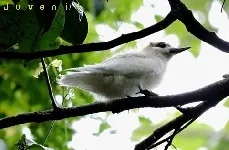 Gygis alba