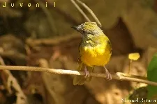 Eucometis penicillata