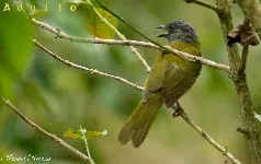 Eucometis penicillata