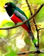 Trogon elegans