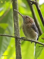 Ramphocaenus melanurus