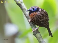 Phaenostictus mcleannani