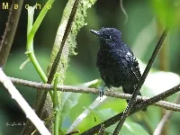 Microrhopias quixensis