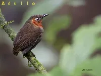 Cyphorhinus phaeocephalus