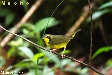 Reinita cachetinegra