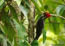 Campephilus guatemalensis