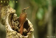 Lepidocolaptes souleyetii