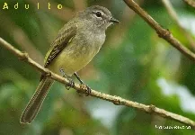 Myiopagis viridicata