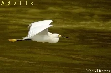 Egretta thula